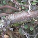 Corokia cotoneaster Schors