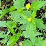 Ranunculus hispidus Leaf