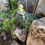 Artemisia umbelliformis Kukka