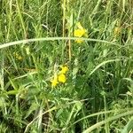 Lathyrus pratensisFlower