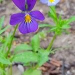 Viola tricolorFiore