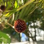 Borrichia frutescens Fruit