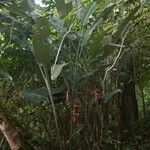 Heliconia pendula Hábito