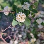 Spiraea trilobata Leaf