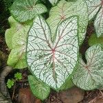 Caladium bicolorᱥᱟᱠᱟᱢ