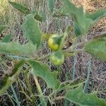 Solanum dimidiatum Fruit