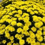 Chrysanthemum indicumFloare