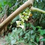 Paullinia pinnata Flower