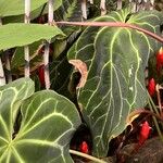 Anthurium crystallinum Hoja