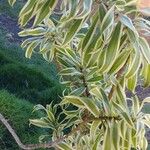 Dracaena reflexa Lam.Blad