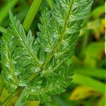 Anthriscus sylvestris Leaf