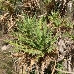 Carthamus arborescens Hoja