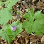 Glaucidium palmatum Blatt