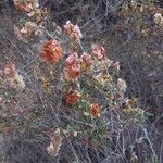 Atraphaxis spinosa Flower