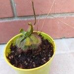 Drosera dielsiana Blatt
