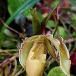 Phragmipedium longifolium Кветка