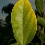 Hibiscus boryanus Blad