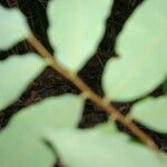 Oxandra venezuelana Hoja
