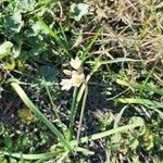 Nothoscordum gracile 花