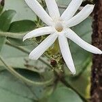 Jasminum fluminense Λουλούδι