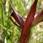 Serapias strictiflora Flower