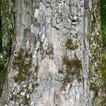 Acer pseudoplatanus Ekosanga