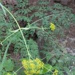 Ferula latipinna Hábito