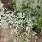 Prosopis cineraria Leaf