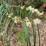 Acacia suaveolens 花
