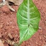 Syngonium angustatum Leaf