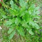 Lactuca virosa Foglia