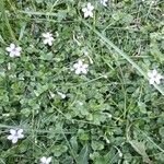 Lobelia pedunculata Flower