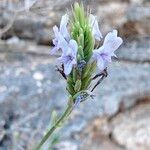 Lavandula dhofarensisFlor