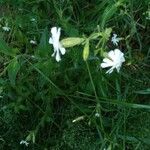 Silene latifolia花