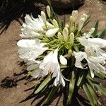 Agapanthus africanus Flor