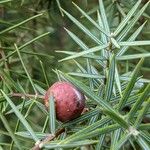 Juniperus oxycedrus Fruit