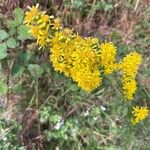 Solidago virgaureaKvět