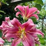 Lilium bulbiferumЦветок