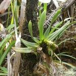 Angraecum borbonicum 整株植物