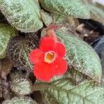 Episcia cupreataFlower