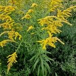 Solidago rugosa Celota