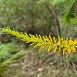 Persoonia pinifolia