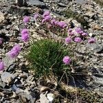 Armeria alpina Habitus