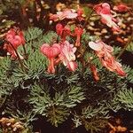 Dicentra peregrina Habit
