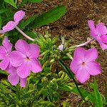 Phlox glaberrima ফুল