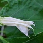 Datura stramoniumFiore