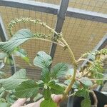 Amaranthus polygonoides Blatt