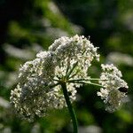 Chaerophyllum aureumFlower