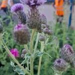 Cirsium arvenseফুল