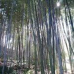 Phyllostachys bambusoides ഇല